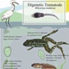 Digenetic Trematode | Maria Burke