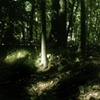 Into The Woods