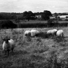England