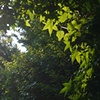 Leaves