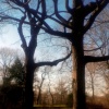 Central Park, New York City