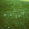 Queen Anne's Lace