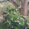 Wild Cherokee Rose