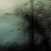 forests