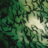 minnows
