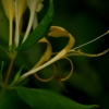 honeysuckle