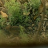 mouse rat