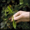 Skin Like Leaves