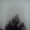 Fog Tree