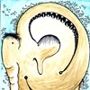 Elephant Ear