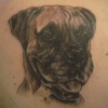 dog portrait