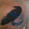 raven