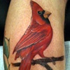 Young Cardinal