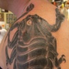 scorpion 1