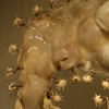 Sculpture