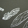 Drawings