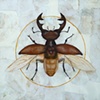 The Vitruvian Stag Beetle