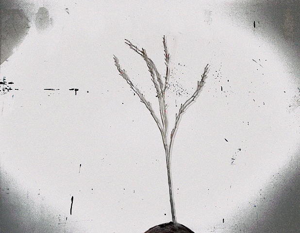 Spring in the Studio