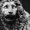 Firenze Lion