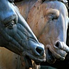 Firenze Horses