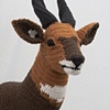 Bushbuck