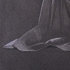 Drapery study