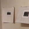 Shadows of Trees exhibit