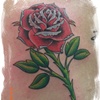 rose