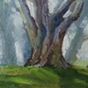 Eucalyptus