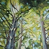 Redwoods