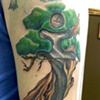 bonsai tree
