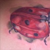 ladybug