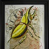 rhino beetle