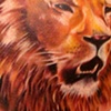 Lion Detail