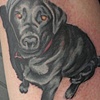 black lab