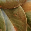 Scales