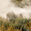 Dusty Roll