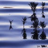Ripples