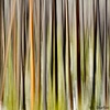 Blurry Trees #3