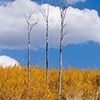 Three Trees and Clouds