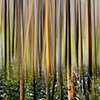 Blurry Trees #2