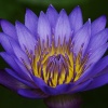 Water Lily #4
