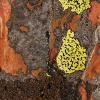 Life on a Rock