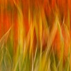 Fire Grass