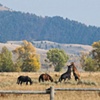 Horse Play