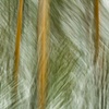 Winter Wind