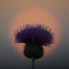 Thistle Sunset