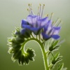 Blue Curl