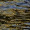 Blue Gold