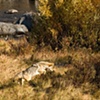 Coyote Pouncing
